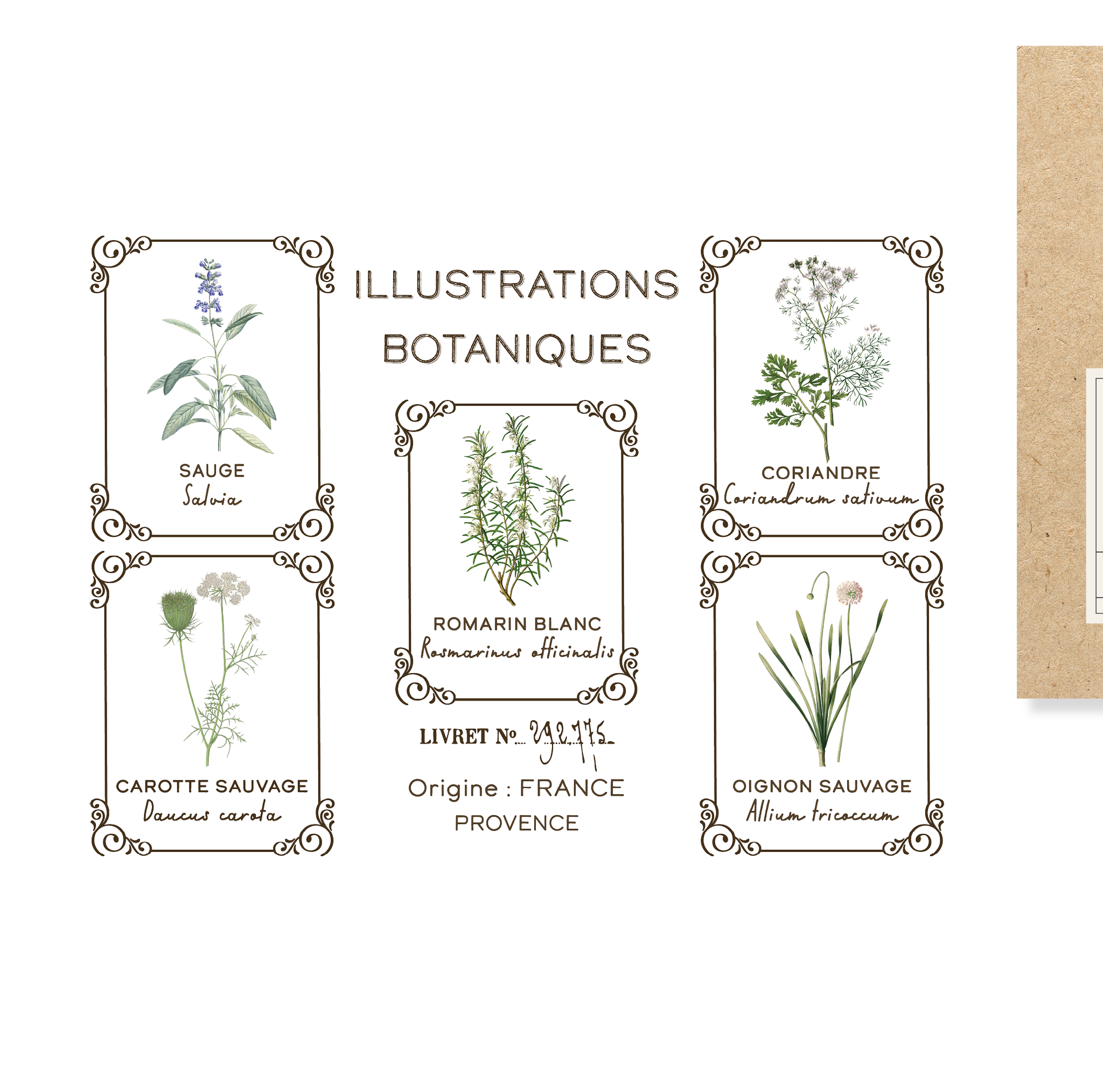 Transfert décoratif  Amatxi transfert Illustrations botaniques